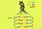 ( AN03-052  ) @      DNA Chemistry Biochemistry Gene  .   Pre-stamped Card  Postal Stationery- Articles Postaux - Chemie