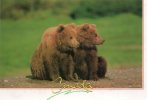 Ours Du Canada (carte De 17 Cm Sur 11,5 Cm) - Bears