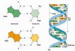 ( AN03-051  ) @      DNA Chemistry Biochemistry Gene  .   Pre-stamped Card  Postal Stationery- Articles Postaux - Chemistry
