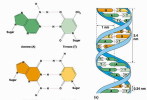 ( AN03-051  ) @      DNA Chemistry Biochemistry Gene  .   Pre-stamped Card  Postal Stationery- Articles Postaux - Chemie