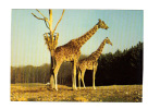 Chateau De Thoiry En Yvelines: Reserve Africaine, Girafes En Liberte, Girafe (11-2957) - Thoiry