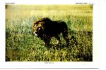 LION KENYA  MAMMIFERES PREMIERE SERIE N ° 7 FORMAT 20CMX 14CM GLACEE - Album & Collezioni