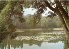 L'étang Des Corot - Ville D'Avray