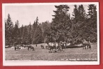 K950 Au Pâturage Des Franches Montagnes,troupeau De Chevaux. Cachet Saignelégier 1955.Deriaz 1177 - Saignelégier