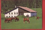 K965 Troupeau De Chevaux Aux Paturages Des Franches-Montagnes. Cachet 1988 - Autres & Non Classés