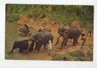 CPM    ELEPHANTS     BATHING NEAR KANDY  BAIN DANS LA RIVIERE     CEYLON    CEYLAN    KORMACS - Éléphants