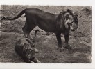CPA    LION ET LIONNE     FAUNE AFRICAINE - Lions