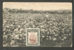 NYASALAND, COTTON FIELD, VINTAGE POSTCARD, PHOTO BY A.J. STOREY - Malawi