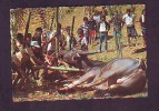 Postcard - Extracting Blood From A Buffalo, Indonesia, Sulawesi   (V 6017) - Bull