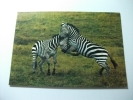 Coppia Zebre In Lotta Africa - Zebra's