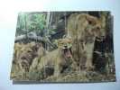 Leoni Lions Africa - Leoni