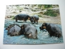 Ippopotami  Hippos Africa - Flusspferde