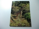 Giraffa  Africa - Girafes