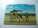 Giraffa  Africa - Giraffe