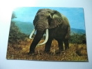 Elephant Elefante   Africa - Éléphants