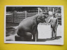 GRADSKI ZOOLOSKI VRT ZAGREB-SLON - Elefantes