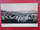 Winona WY   Sheep Ranch  Ca 1910--------        --------   --- Ref  367 - Sonstige & Ohne Zuordnung