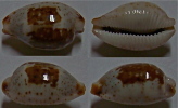 N°4401 // CYPRAEA  ERYTHRAEENSIS  "MER ROUGE" // GEM : 15,7mm  . - Seashells & Snail-shells