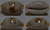 N°4402 // CYPRAEA  ERYTHRAEENSIS  "MER ROUGE" // F+++/ GEM : 16,5mm  . - Seashells & Snail-shells