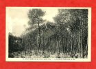 * SAINT BREVIN LES PINS-La Forêt De Pins,près La Mer-1942 - Saint-Brevin-les-Pins