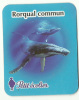 Petit Ecolier - Requin - Rorqual Commun - Magnets
