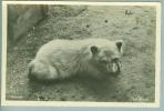 Motiv Tiere Eisbäre Norwegen Narvik ~1940 Foto Enerett #18/11 - Bears