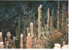 CP, 48, Grotte De L'Aven Armand, Groupe De Stalagmites Dans La Forêt Vierge, Vierge - Other & Unclassified