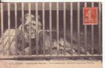 47-Animali-Pets-Animaux-Leone Africano-Lion D´Afrique-African Lion-Paris-France-v. Primi 900-Data Illegibile. - Lions