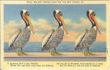 Etr - USA - Three "Big Bill" Pelicans Greet You From New Orleans LA...... - New Orleans