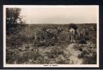RB 810 - Real Photo Postcard - Group Of Zebra - Bulawayo Rhodesia Publisher - Animal Theme - Zebre