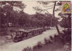 33....Le Cap Ferret.....Train Forestier - Andere & Zonder Classificatie