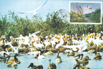 Birds Of The Danube Delta PELICAN,COLONY OF PELICANS,1979,CM,MAXICARD ,CARTES MAXIMUM,ROMANIA - Pélicans