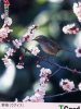 TELECARTE DU JAPON ...PASSEREAU... VOIR SCANNER - Passereaux