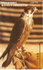 TARJETA DE KUWAIT DE UN HALCON (HAWK-BIRD-PAJARO) - Eagles & Birds Of Prey