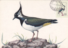 Oiseaux;Cygnus NAGHAT,1980,CM,MAXICARD,CARTES MAXIMUM ROMANIA. - Schwäne