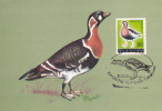 Oiseaux;Cygnus RED BREASTED GOOSE,1983,CM,MAXICARD,CA RTES MAXIMUM ROMANIA. - Cigni