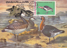 Oiseaux;Cygnus WHITE GOOSE CHEEKS,1988,CM,MAXICARD,C ARTES MAXIMUM ROMANIA. - Zwanen