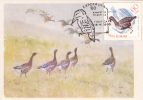 Oiseaux;Cygnus,GIRLITA ANSER ALBIFRONS,1980,CM,MAXICAR D,CARTES MAXIMUM ROMANIA. - Cisnes