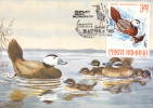 Oiseaux;Cygnus,RATE, OXYURALEUCOCEPPHALA,1988, CM,MAXICARD,CARTES MAXIMUM ROMANIA. - Zwanen