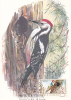 MAXIMUM CARD  "DENDRO9COPOS MEDIUS" MAXICARD BIRDS WOODPECKER 1989 NICE ROMANIA. - Climbing Birds