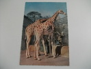 Coppia Giraffe  Zoo - Girafes