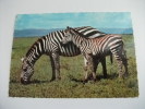 Zebra Con Piccolo Zebra Di Grant Equus Burchelli Bohmi - Cebras