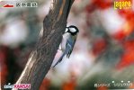 TELECARTE DU JAPON ...PASSEREAU... VOIR SCANNER - Uccelli Canterini Ed Arboricoli