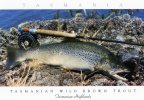 Tasmania - Highlands, Wild Brown Trout Unused - Tas. Postcards & Souvenirs - Other & Unclassified