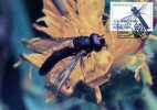 Portugal 1985 Insects Of Acores - Sphaerophoria Maximum Card - Fly - Cartoline Maximum