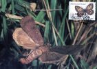 Portugal 1985 Insects Of Acores - Hipparchia Maximum Card - Moth - Cartes-maximum (CM)