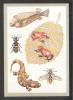 RUSSIA USSR, FROG , FISH , SALAMANDER, INSECT,  OLD  CARD 1988 - Insectes