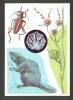 RUSSIA USSR, INSECT , BEAVER ,  OLD  CARD 1978 - Insectes