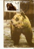 Romania / Maxi Card / Ursus Arctos - Bears