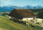 Bellegarde / Jaun. Chalet Du Grat, Moutons, Réclame Sinalco - Bellegarde